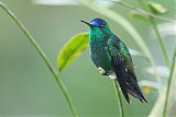 Indigo-capped Hummingbirdborder=